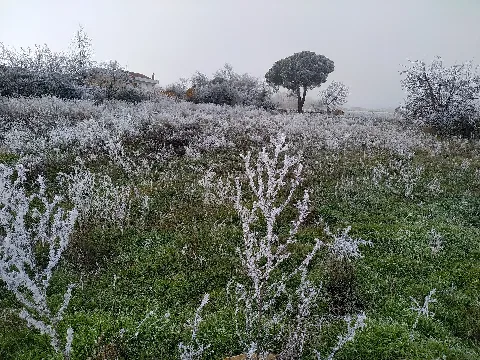 Cencellada En Pobladura De Yuso