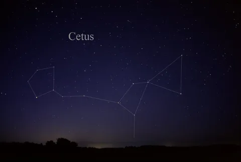 Cetuscc