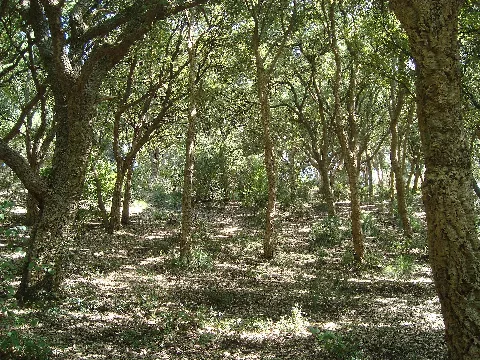 Cheneraie Liège De Monte Catillo