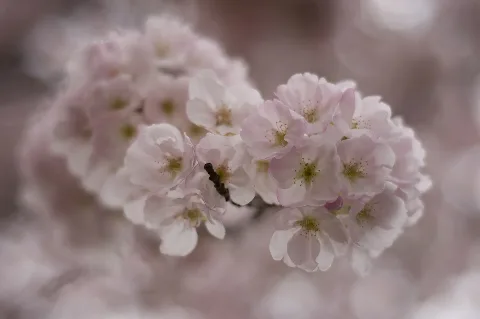 Cherry Blossoms (4475204314)