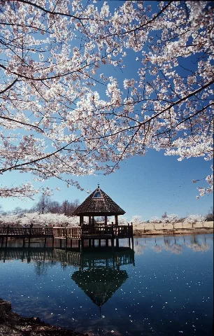Cherryblossomsgazebolakecaroline