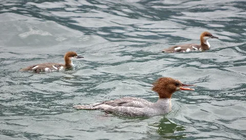 Common Merganser (Mergus Merganser)