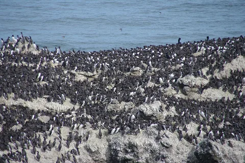 Common Murres On Colony Rock