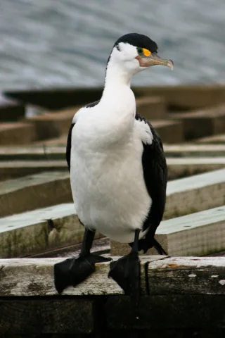 Cormorant 0143