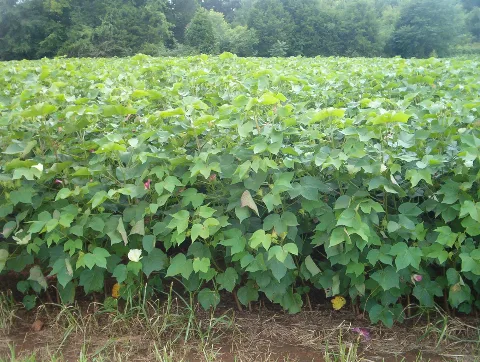 Cotton Panoramio (2)