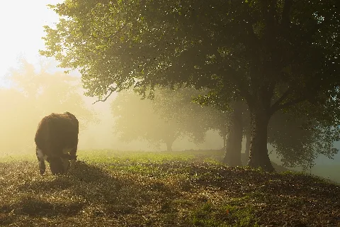 Cow Under A Tree, Ulefoss, Norway