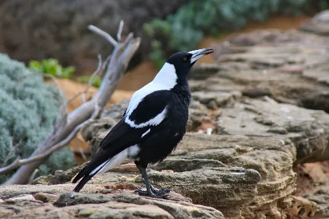 Cracticus Tibicen Warrnambool, Victoria, Australia 8