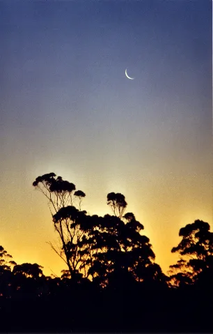 Crescent Moon Over Eucalypts (919798327)