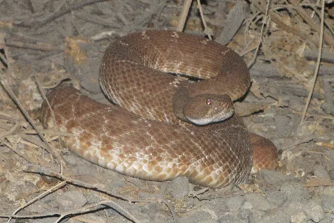 Crotalusruberimg 3379Crop