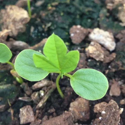 Curuba Seedling