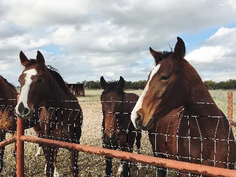 Dark Bay Horses Over A Fence (Unsplash)