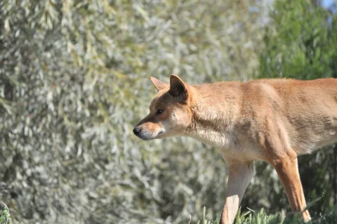 Dingo (Australia's Wild Dog)