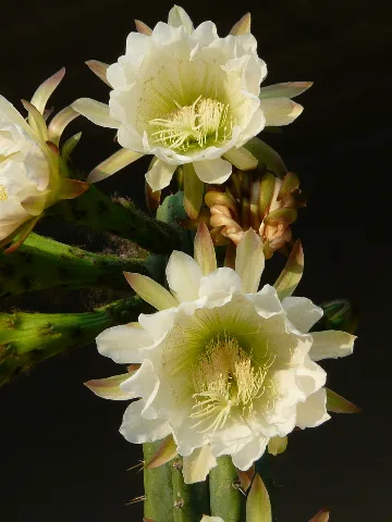 Echinopsis Pachanoi