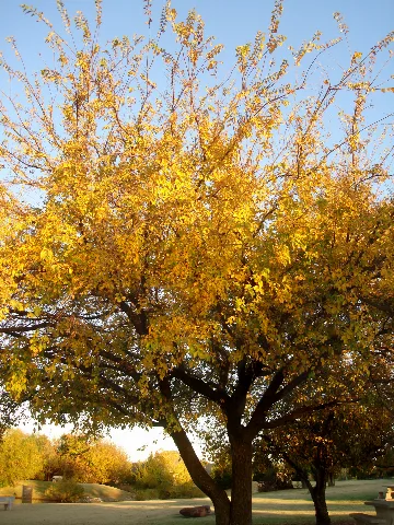 Edmond, Ok Usa Autumn Panoramio