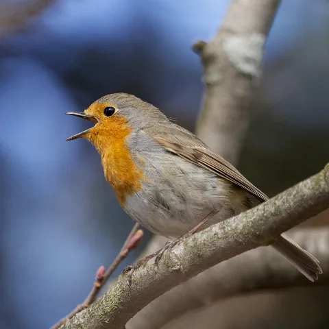 Erithacus Rubecula Norway Singing 8