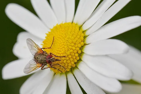 Ernst Vikne Fly On Marguerite (By Sa)