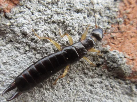 Euborellia Annulata