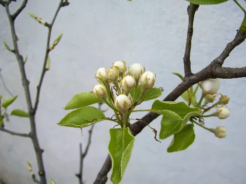 Fiori Di Pero