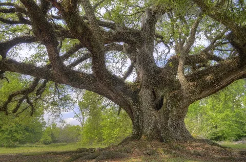 Florida Oak Panoramio