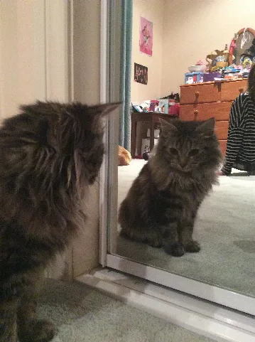 Fluff Fluff 2