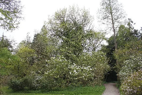 Forstbotanisk Have Charlottenlund 3