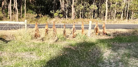 Foxes Are Not Welcome In Carbunup