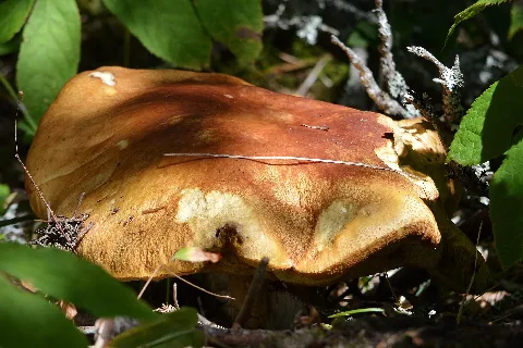 Fungi Springdale, Newfoundland 2019 08 16 (01)