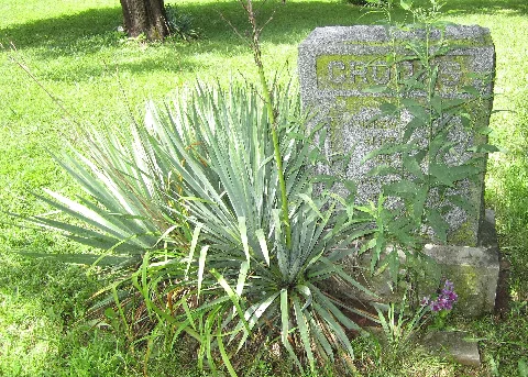Garden Or Grave Panoramio