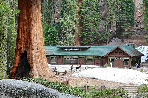 Giant Forest Museum Of Giant Forest Grove