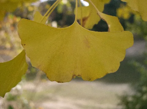 Gingko Biloba7