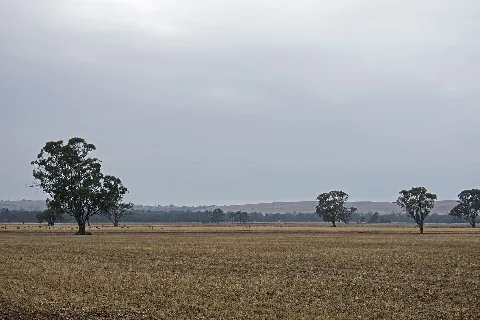 Gowar East Trees South Of Wedderburn Road 03