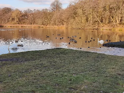 Great Barr Hall Lower Lake 2021 02 01 Andy Mabbett