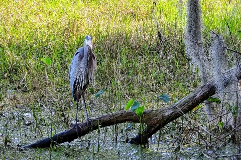 Great Blue Heron Panoramio (7)