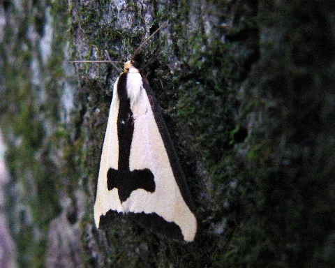 Haploa Clymene