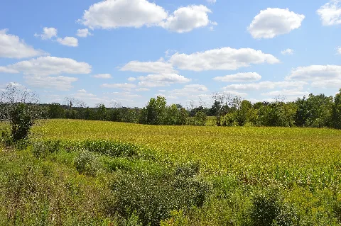 Harmony Township Cornfield Overview