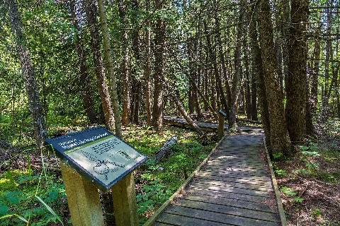 Hayes Lake Bog Boardwalk Hayes Lake State Park Minnesota (36305896241)