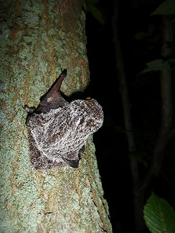 Hoary Bat Dorsal Coloration