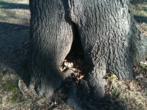 Hollow Tree