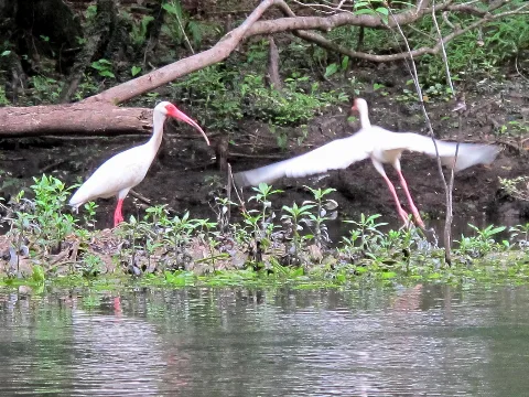 Ibis Florida Caverns State Park Panoramio