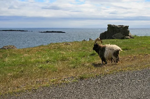 Icelandic Goat
