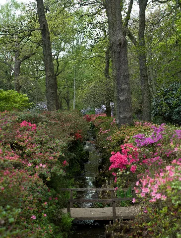 Isabella Plantation, Richmond Park, London April 2011