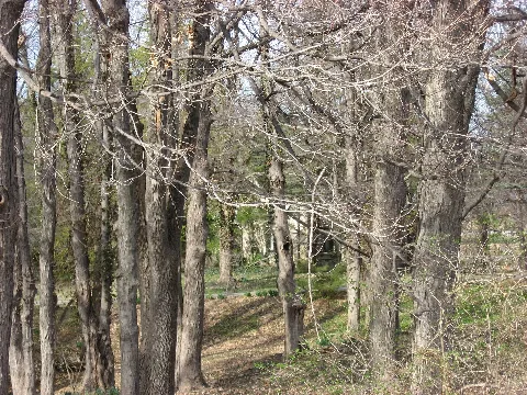 Jamieson Bennett House Through The Trees