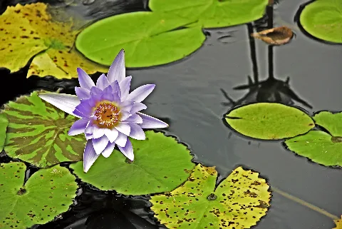 Jardín Botánico Caguas