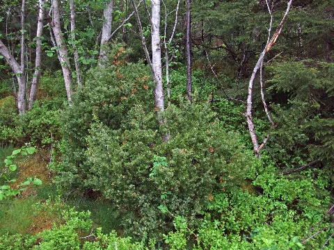 Juniperus Communis Haddal Norway