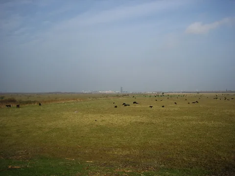 Kalvebod Fælled
