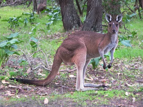 Kangaroo (23013557144)