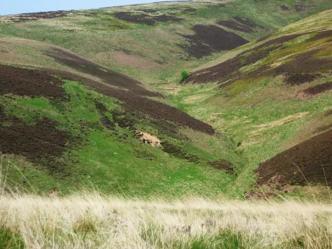 Lammermuir Hills1
