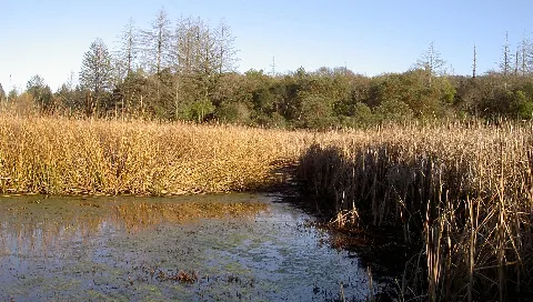 Ledsonmarsh3223