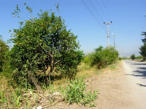 Lemon Trees Panoramio