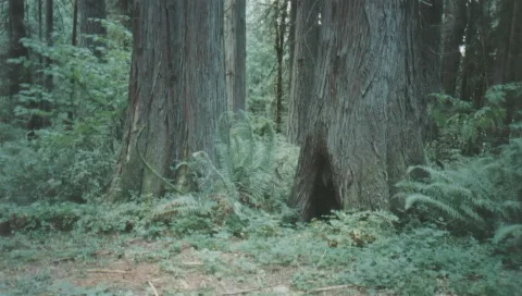 Lewis And Clark State Park (Washington); Old Growth (1649679326)